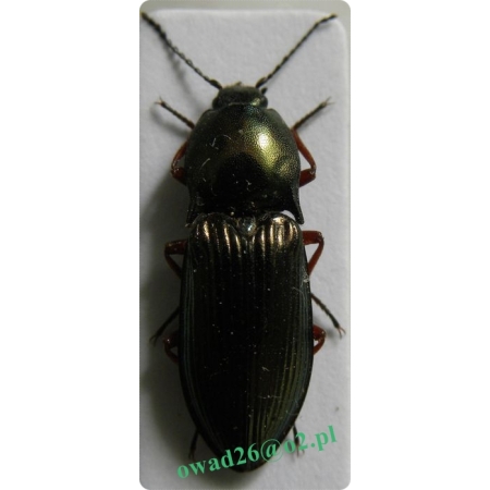 Selatosomus aeneus (Linnaeus, 1758) Ponęc lśniący